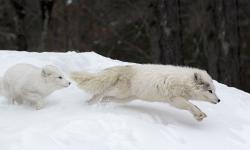 Featured image of post WhiteFox take two!