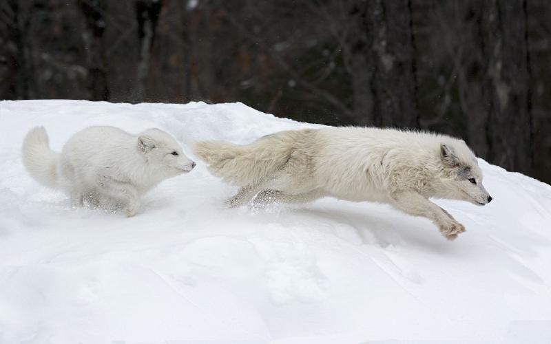 Featured image of post WhiteFox take two!