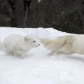 WhiteFox take two!