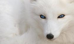 Featured image of post WhiteFox: the making of