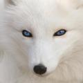 WhiteFox: the making of