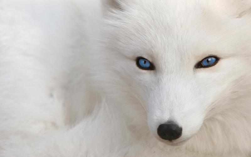 Featured image of post WhiteFox: the making of